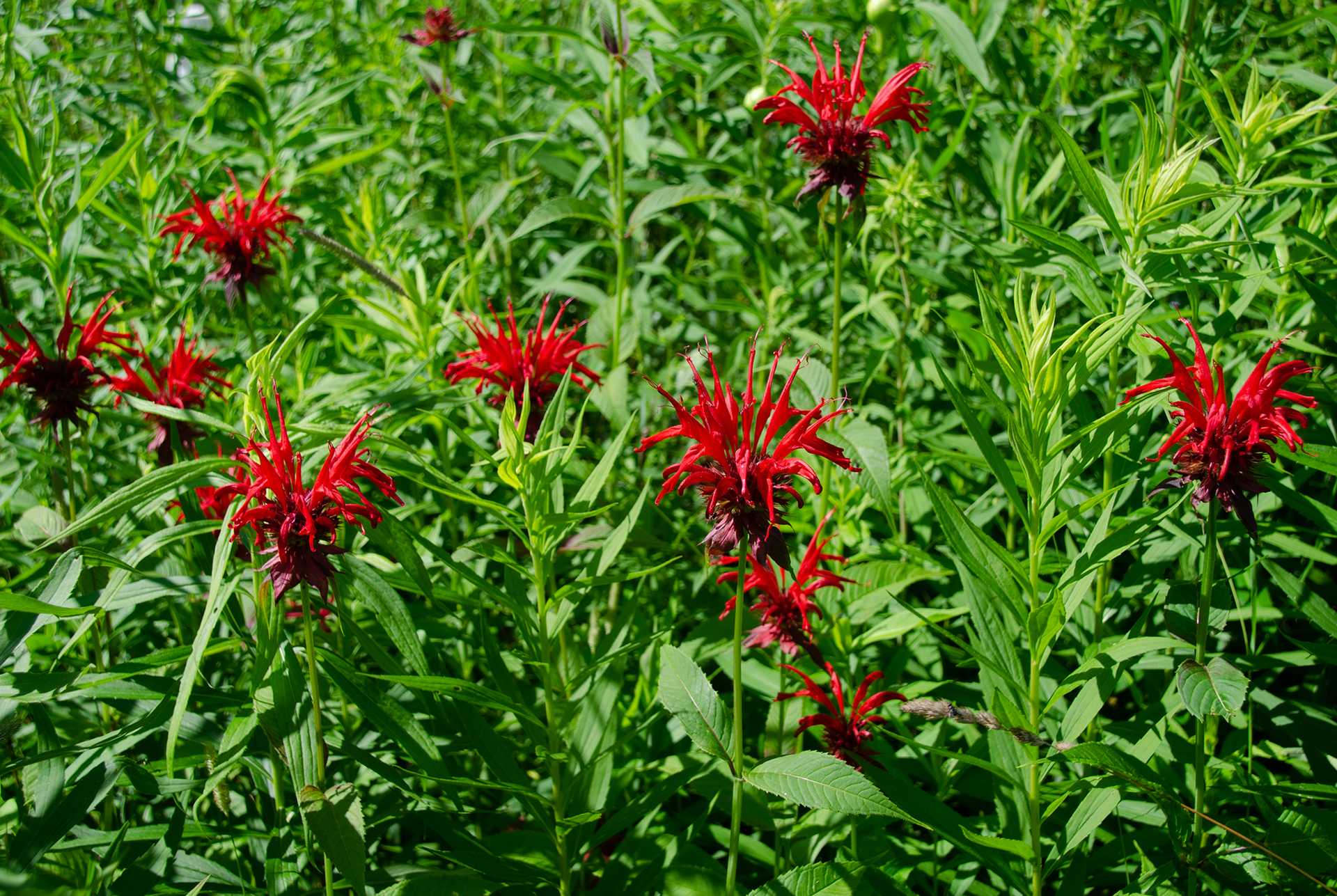 Bee Balm 2020,7-12 reduced