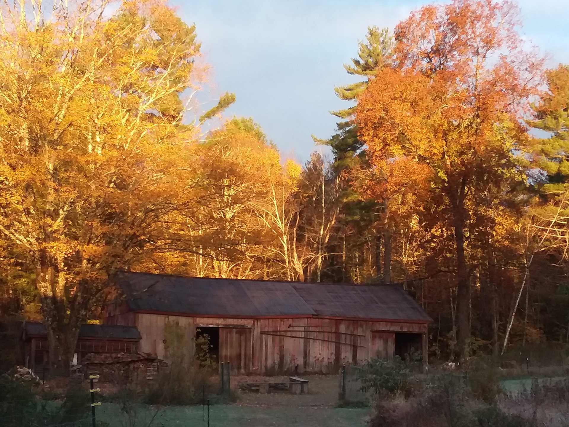 Pfersick Barn Autumn Leaves 2018,10-22 cropped reduced