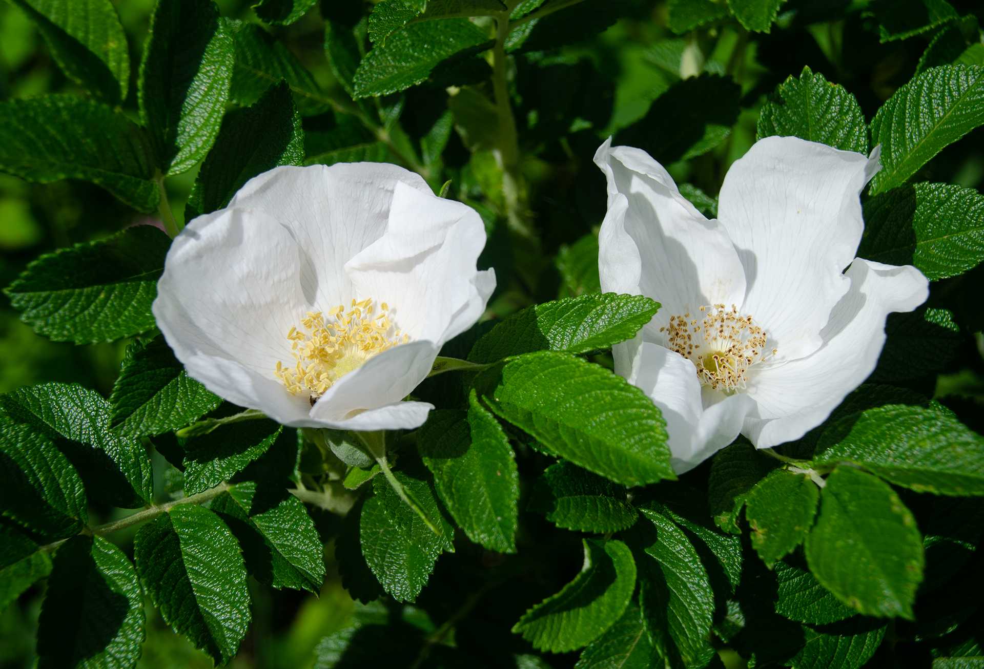 White Rugosa Rose 2020,6-10 (1) reduced