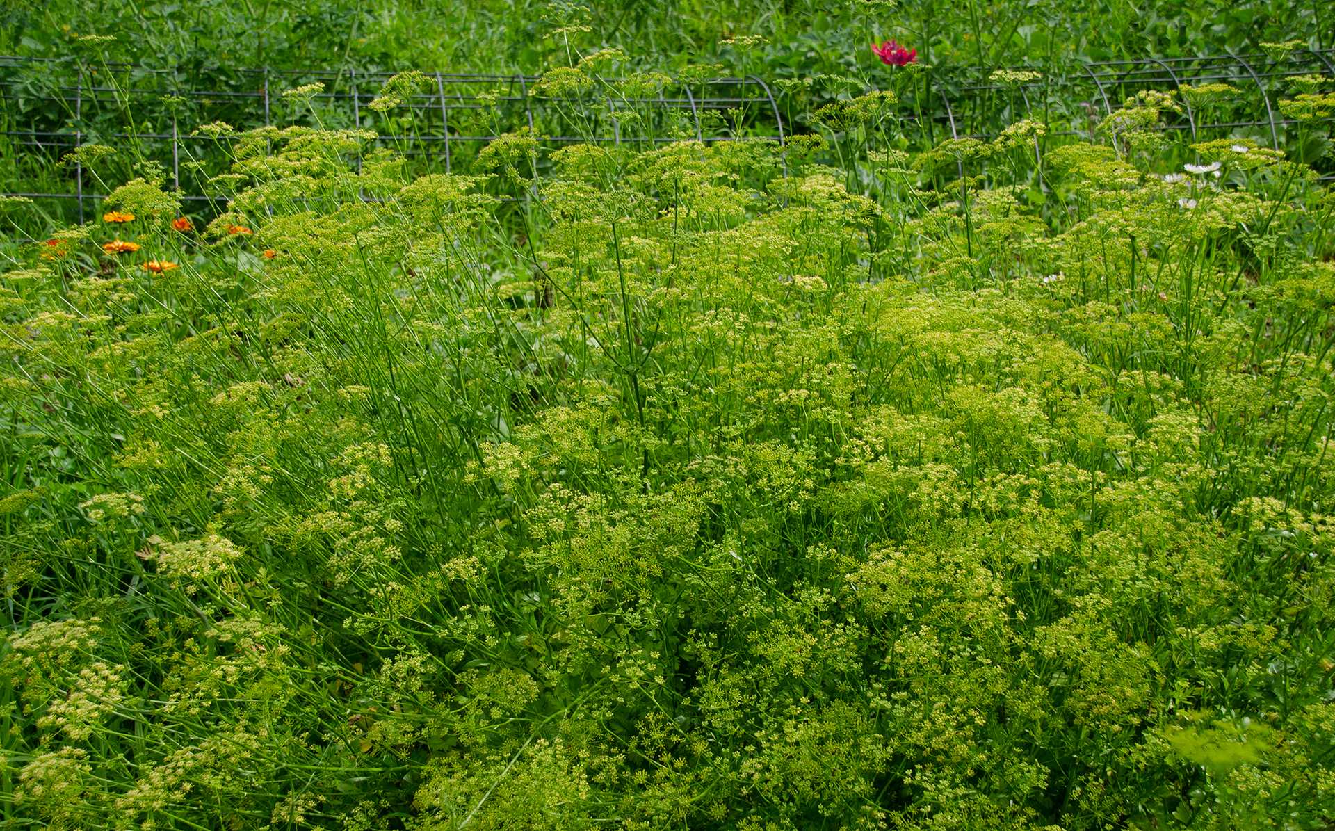 Parsley for Seed 2020,7-12 reduced