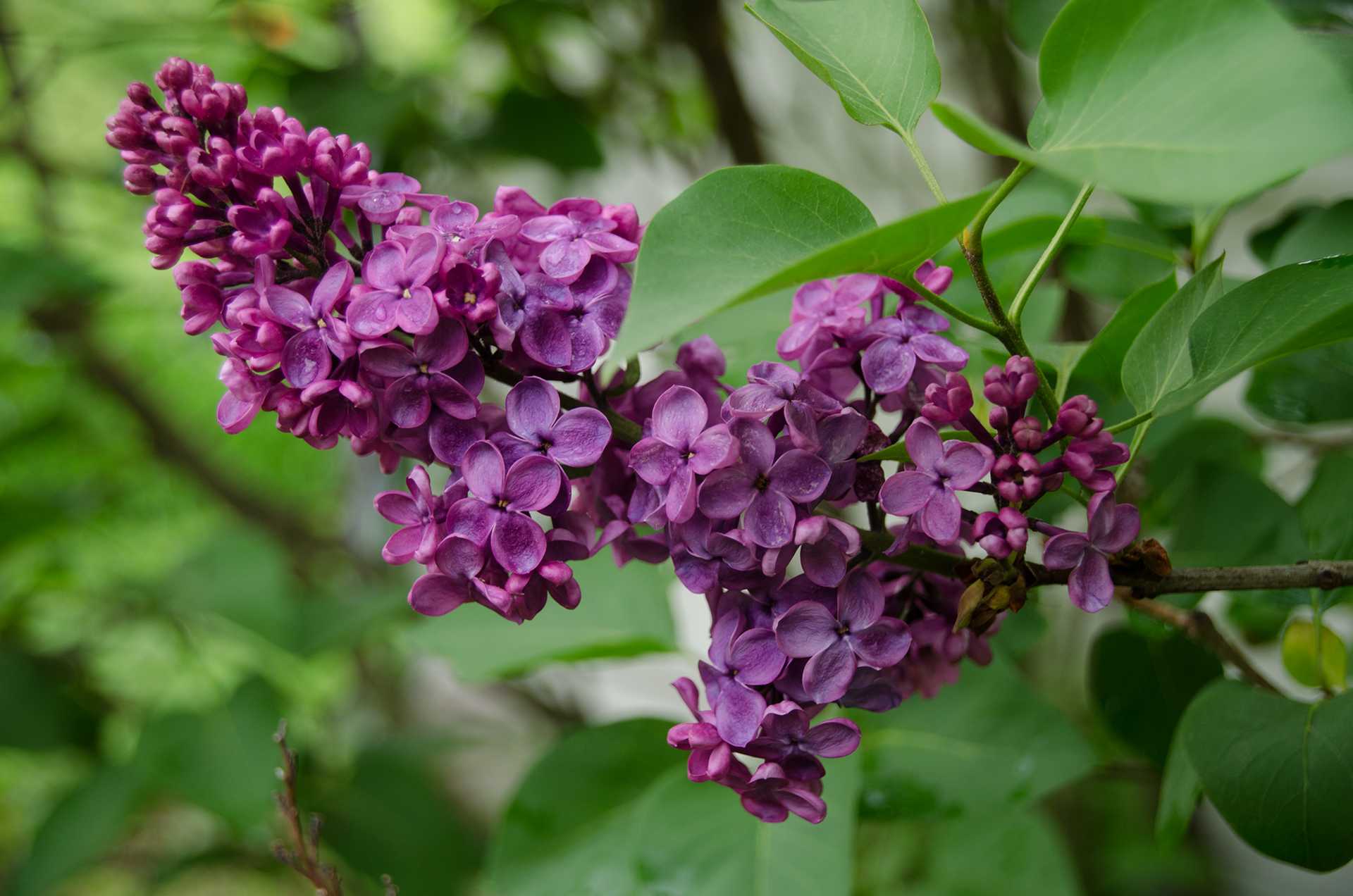 Lilacs 2020,5-29 (3) Reduced