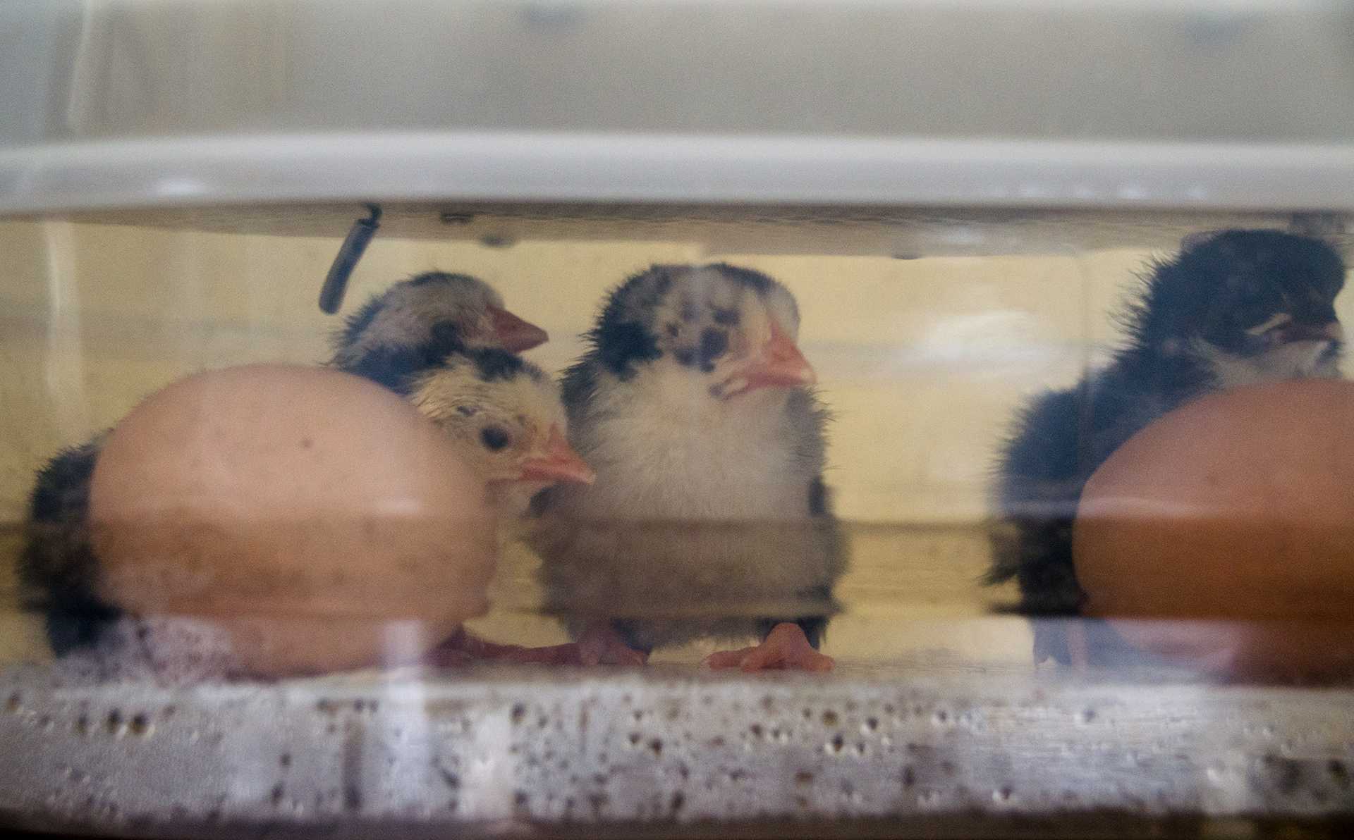 Hatching Chicks 2020,4-5 (3) reduced