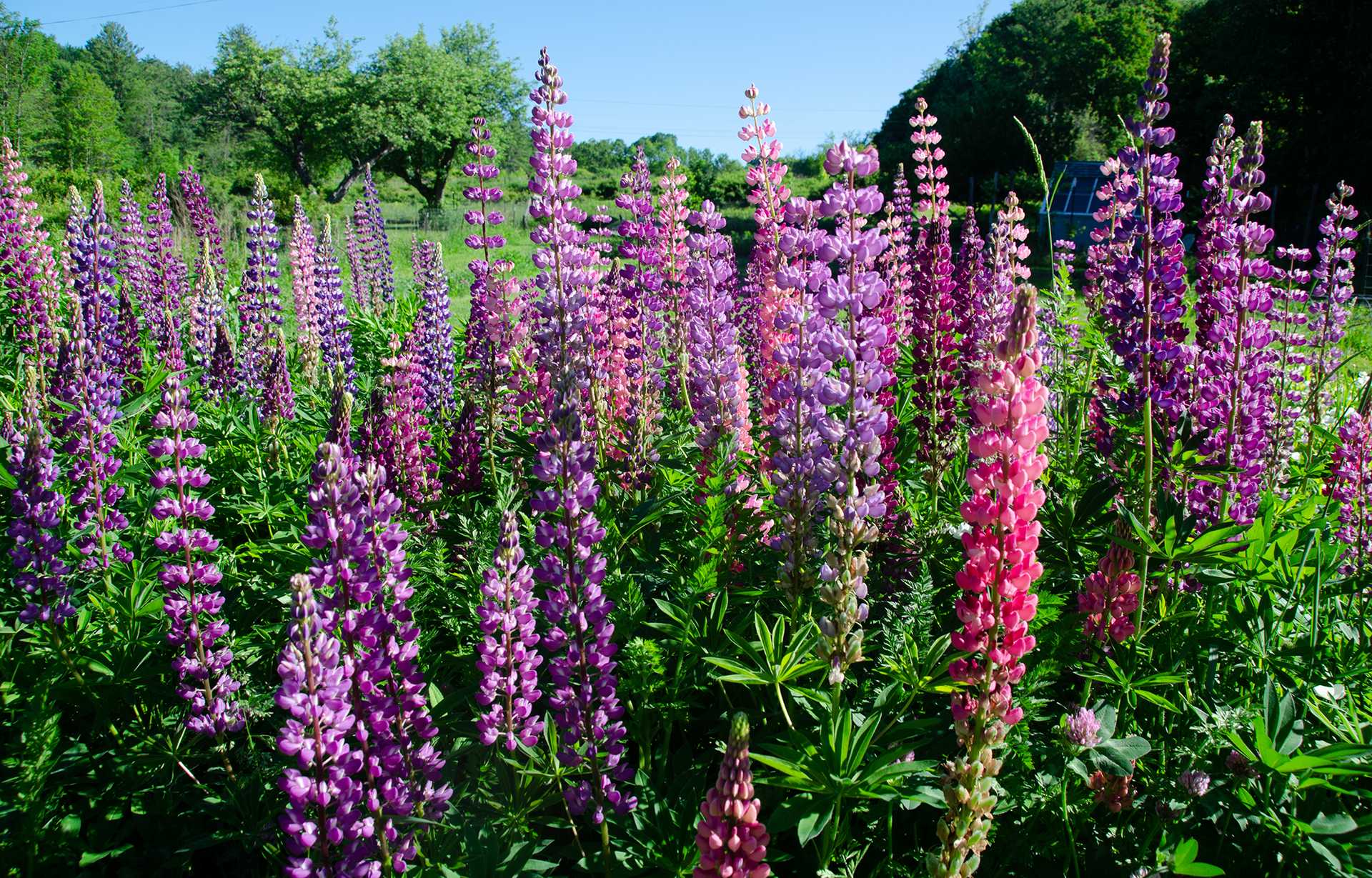 Lupines 2020,6-8 (1) reduced