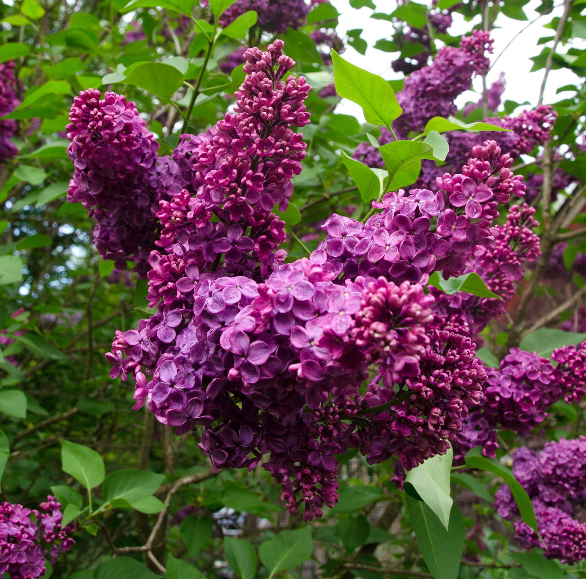 Lilacs 2020,5-29 (4) Reduced