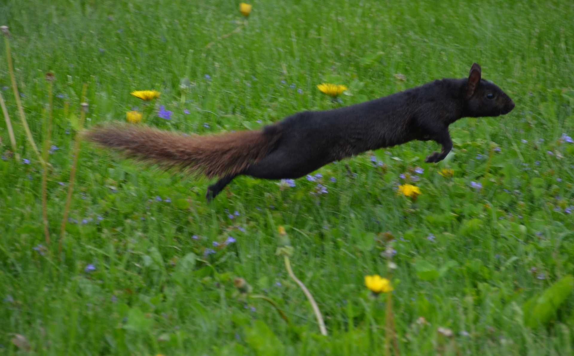 Black Squirrel Brown Tail 2014,5-19 (5) cropped reduced