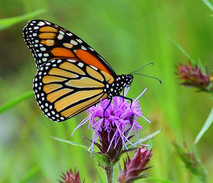 Butterflies and Moths Monarch (2)