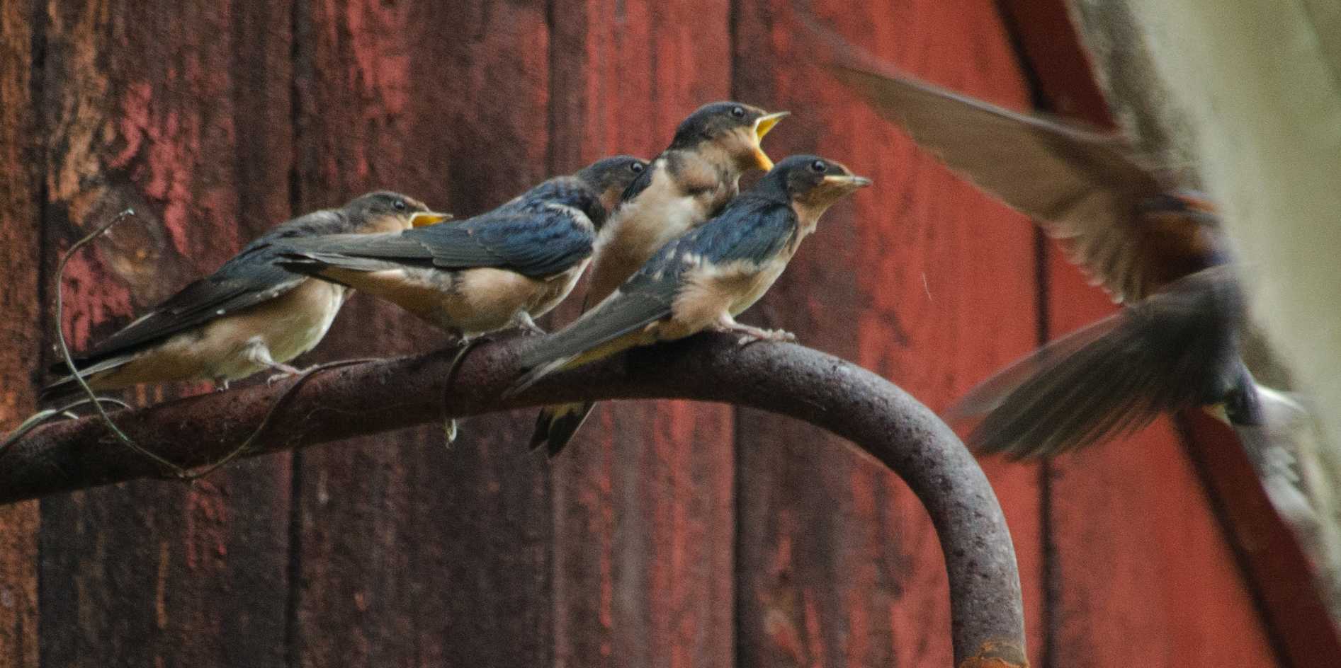 Barn Swallows 2017,7-25